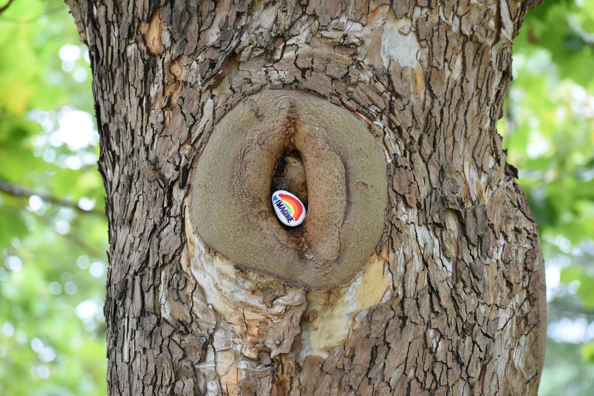 Photo of a tree trunk with has a suggestively shaped knot in it. Inside the knot is a small painted rock with a rainbow and the word "imagine" on it.