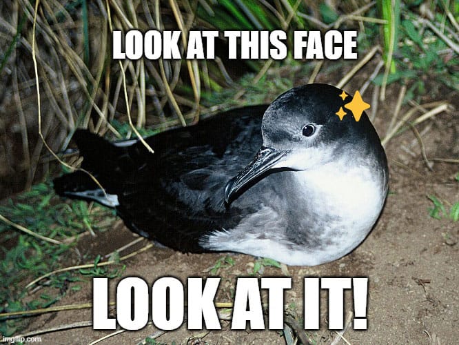 Photo of a Kaikōura tītī put through a meme generator so it has the text LOOK AT THIS FACE / LOOK AT IT!