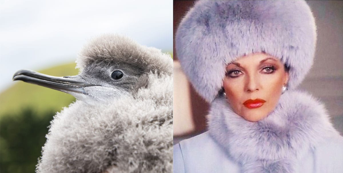 At left an image of a Kaikōura tītī chick, all gray fluff. At right is Joan Collins in full Alexis Colby mode in a grey fur hat an scarf, staring daggers.