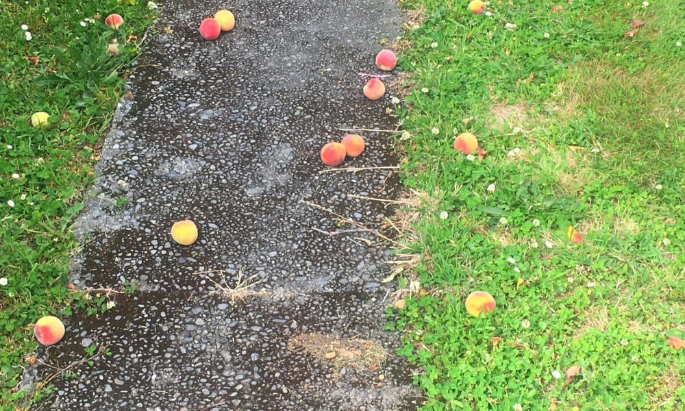 Photo of a concrete and grass driveway with a dozen or so ripe looking peaches arranged higgledy piggeldy.