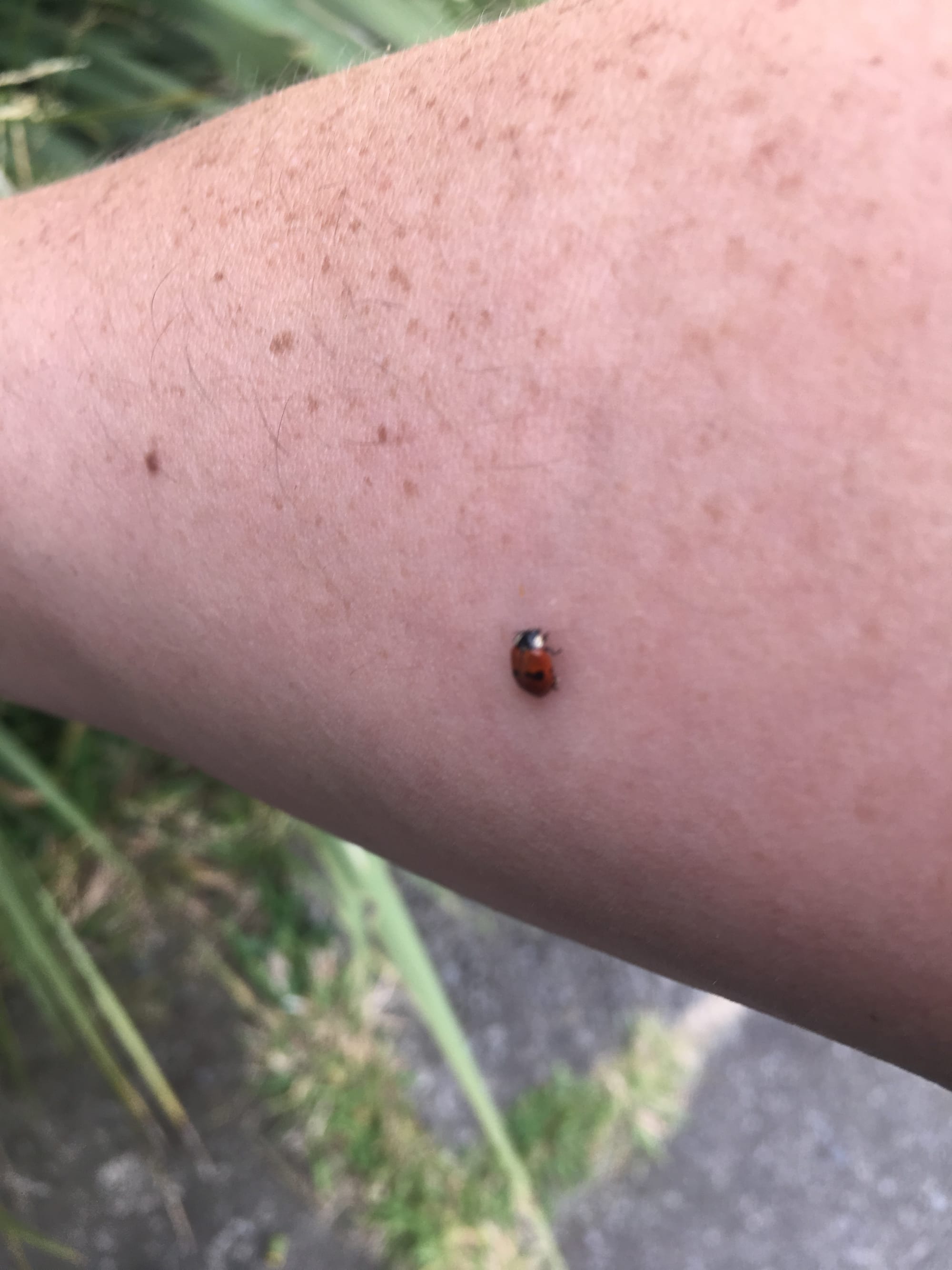 Photo of a woman's arm upon which is a ladybug.