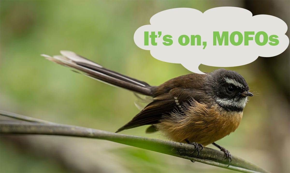 Photo of a fantail on a branch. A speech bubble over its head says "It's on, MOFOs". He looks pissed.